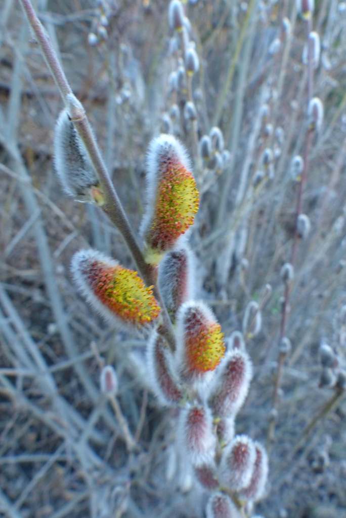 pussywillow