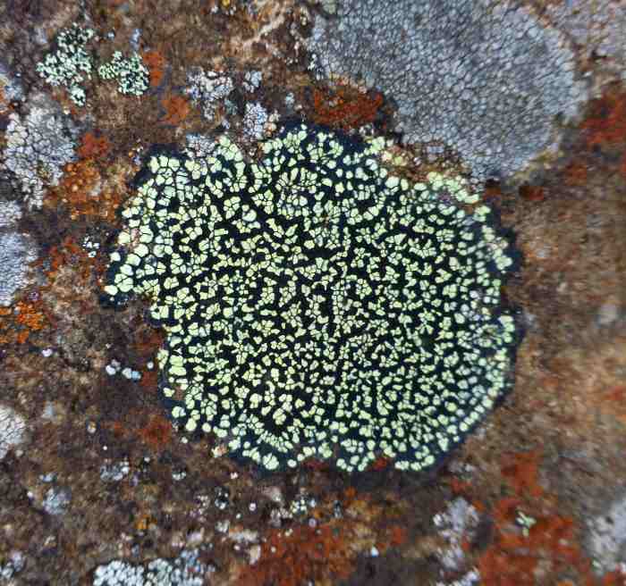 lichen
